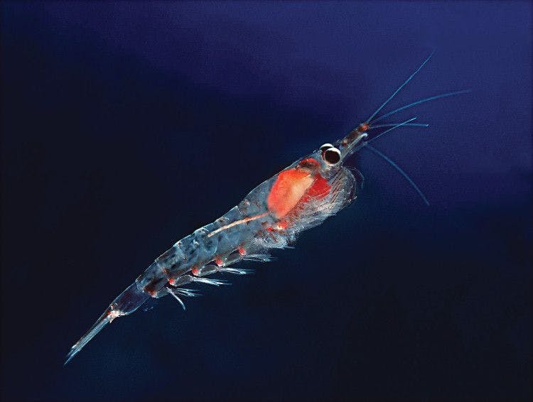 SupplySide West 2018 krill research update