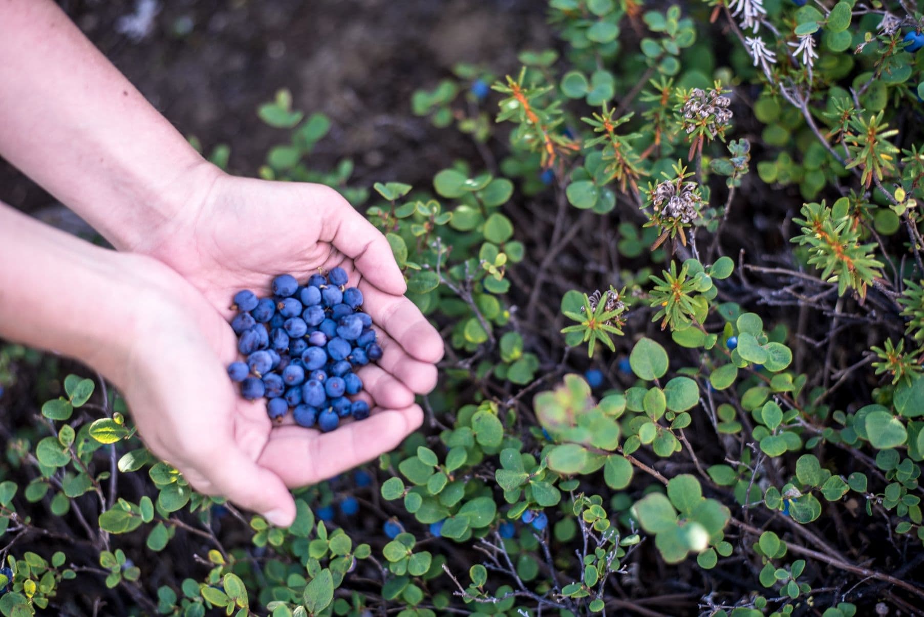 blueberry bush