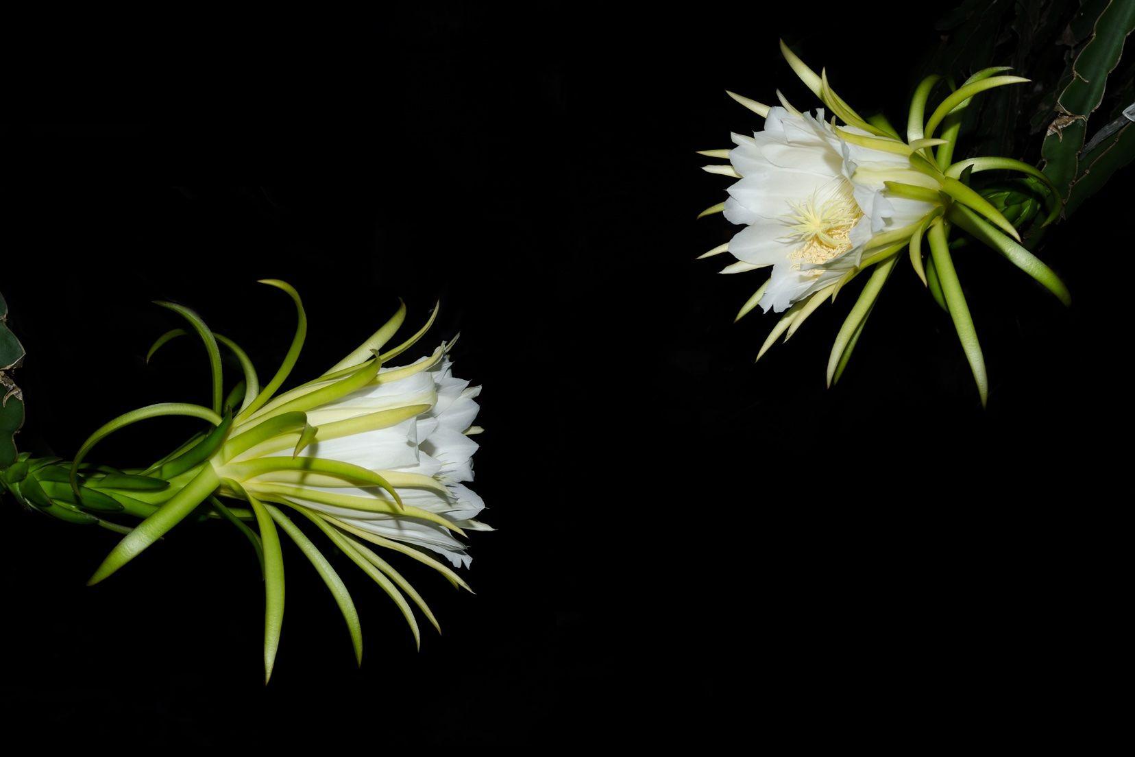 dragon fruit flowers blooming at night