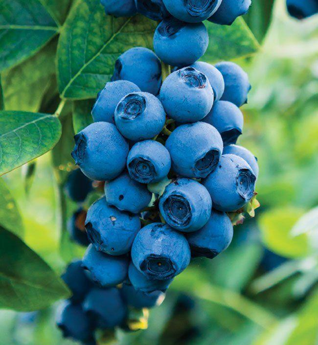 Storing Temperatures for Freeze-Dried Blueberry Powder