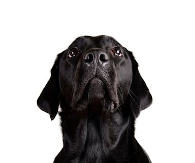 black dog looking up