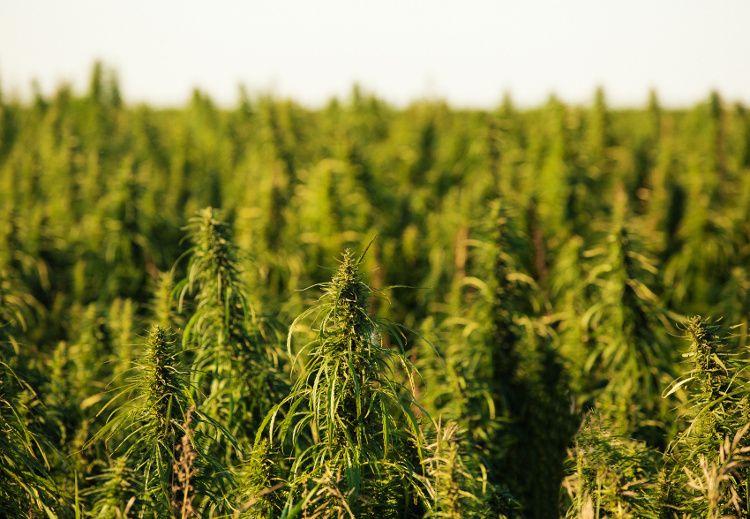 Hemp landscape: There’s more hemp supply than CBD demand, companies say at SupplySide West 2019