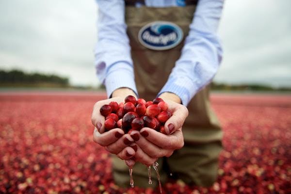 Farmer with ocean spray logo on overalls hold cranberries in hands