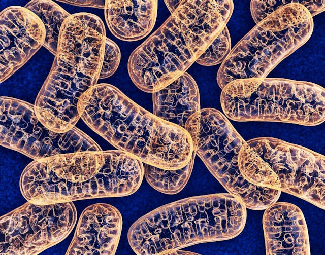 mitochondria on blue background