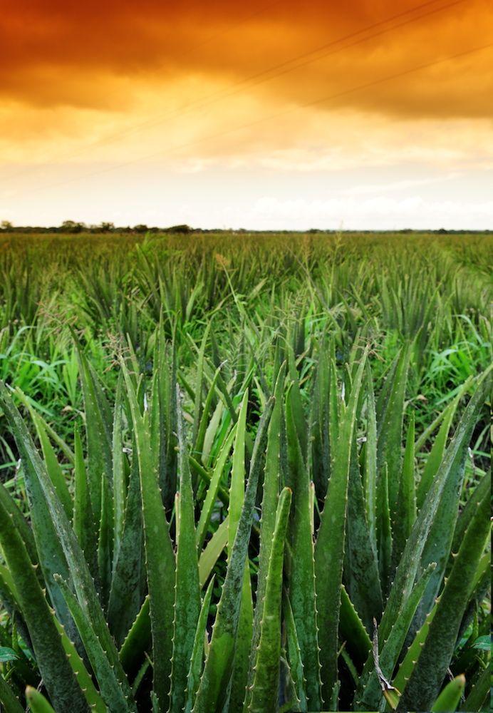 SupplySide West Preview: Aloe