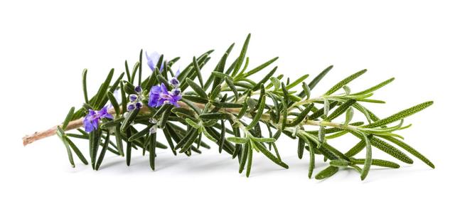 rosemary