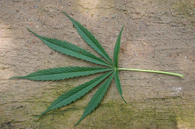 Missouri OKs Hemp CBD For Rare Form of Epilepsy