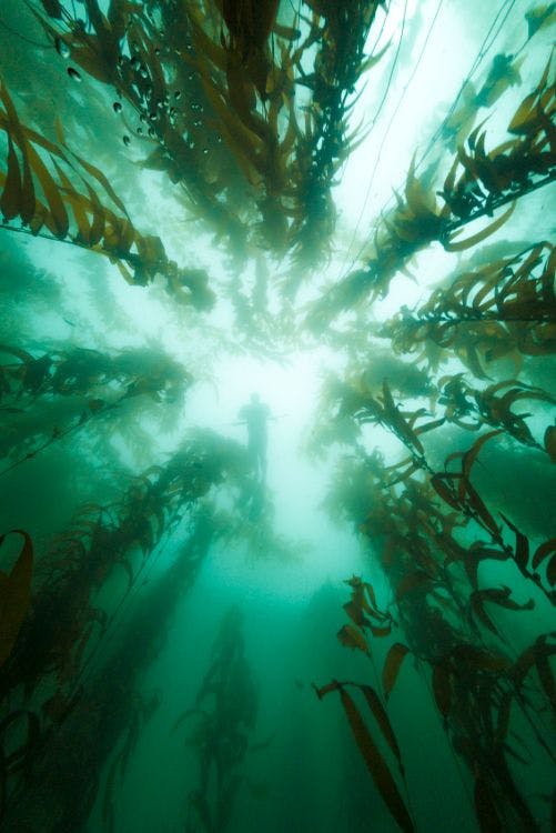 seaweed from underwater