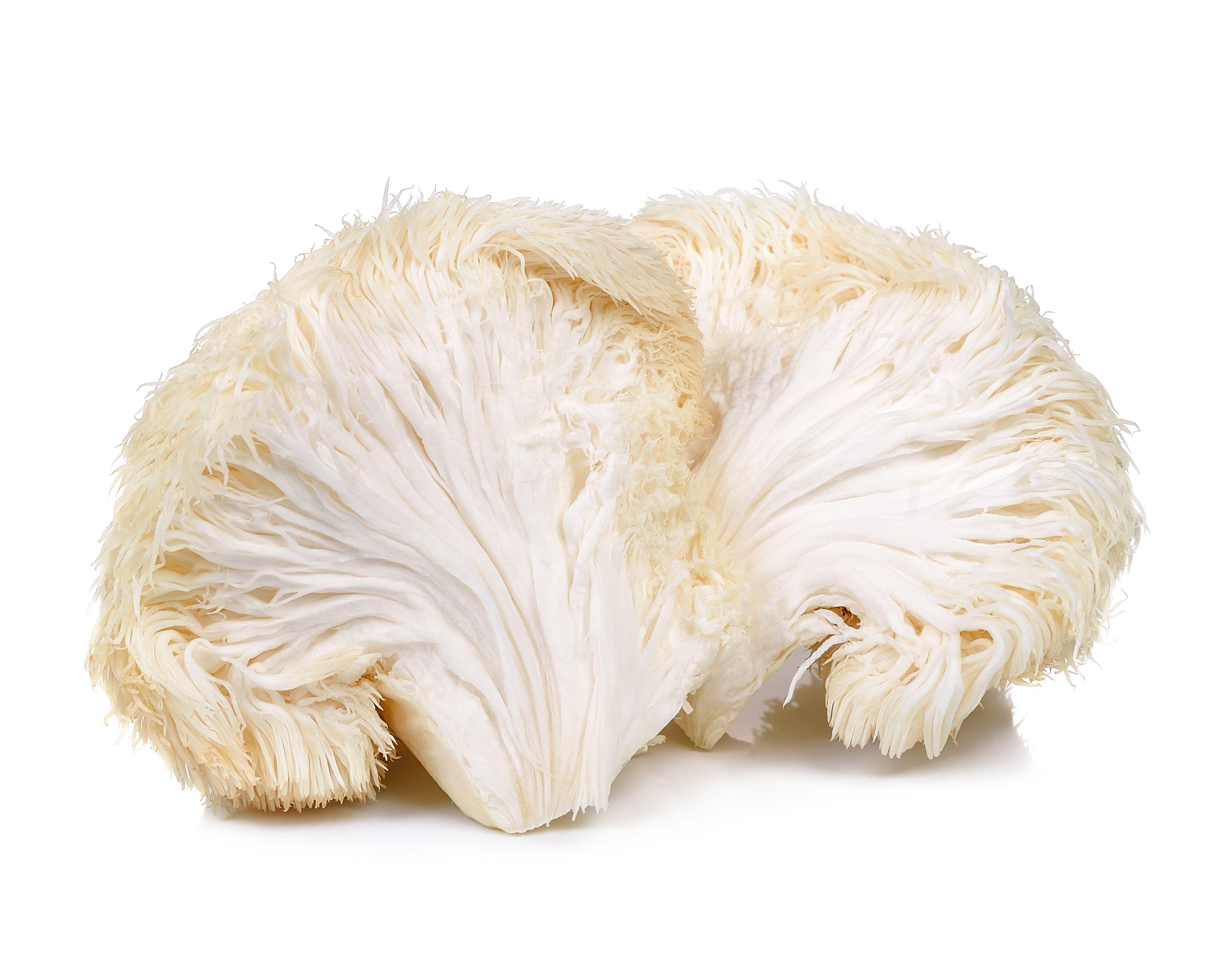 Proprietary lion’s mane extract shown to improve cognitive function in recent study