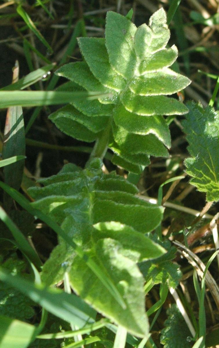 5 Hidden Herbal Stars: Rhaponticum