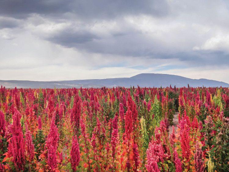 The Annex by Ardent Mills introduces Colorado-grown quinoa at IFT 2019