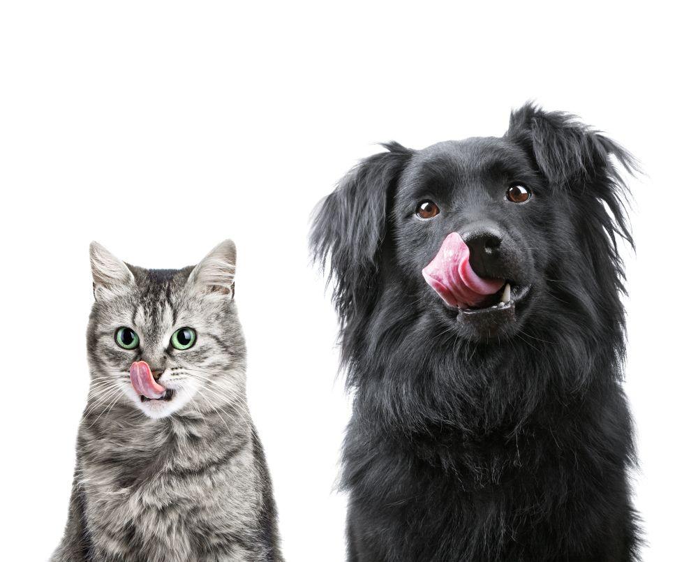 Dog, cat owners increasingly shop for natural pet foods with active health benefits, global survey shows