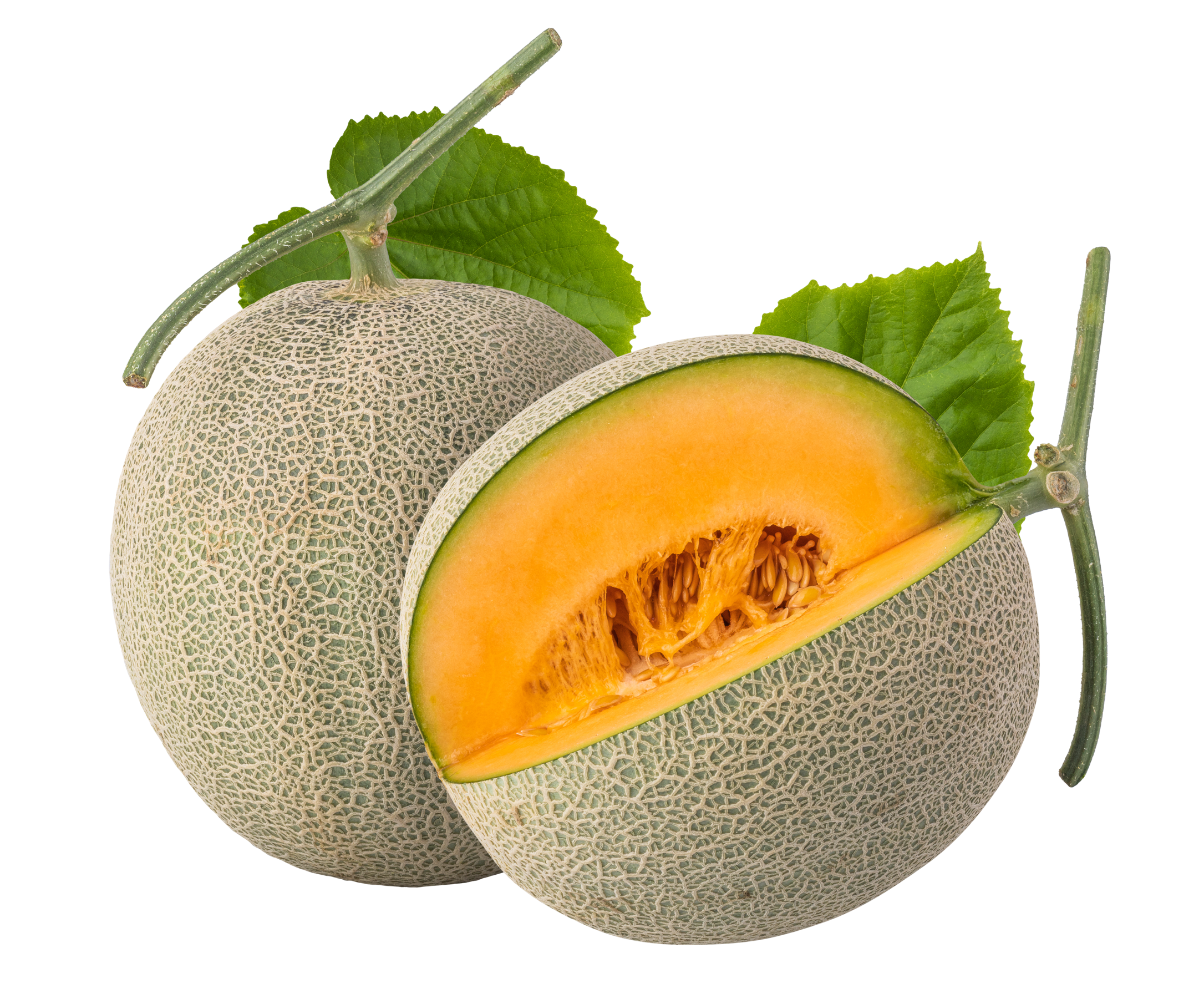 cantaloupe