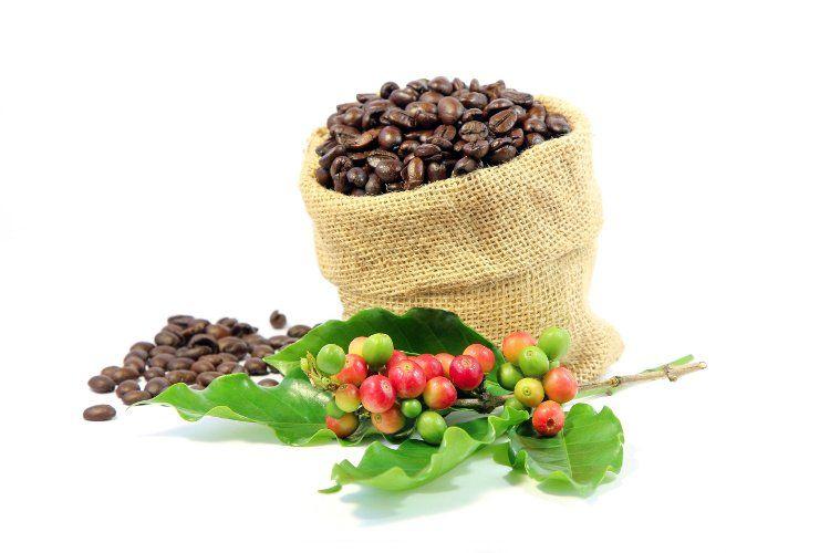 New testing confirms high antioxidant content of upcycled CoffeeFruit Pure ingredient