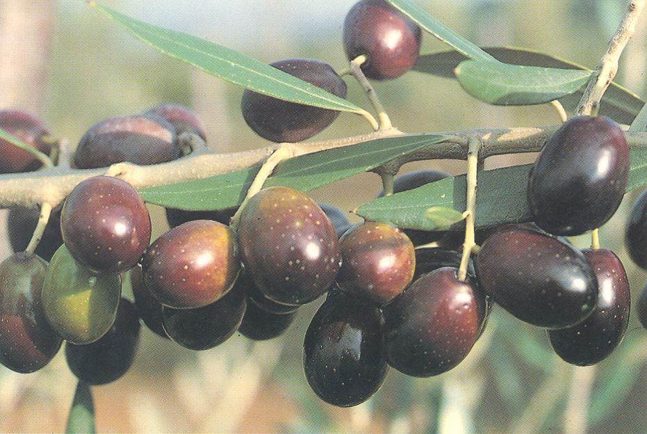 SupplySide West Preview: Olive Fruit Extract