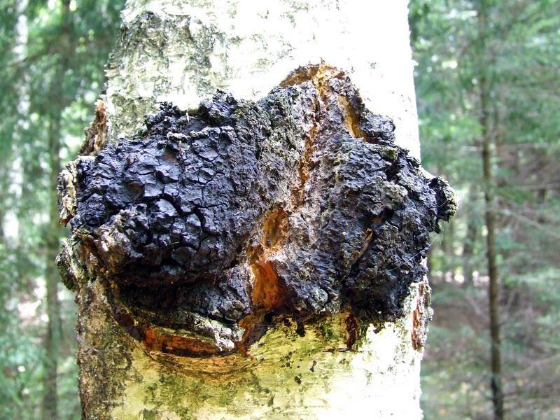 5 Hidden Herbal Stars: Chaga