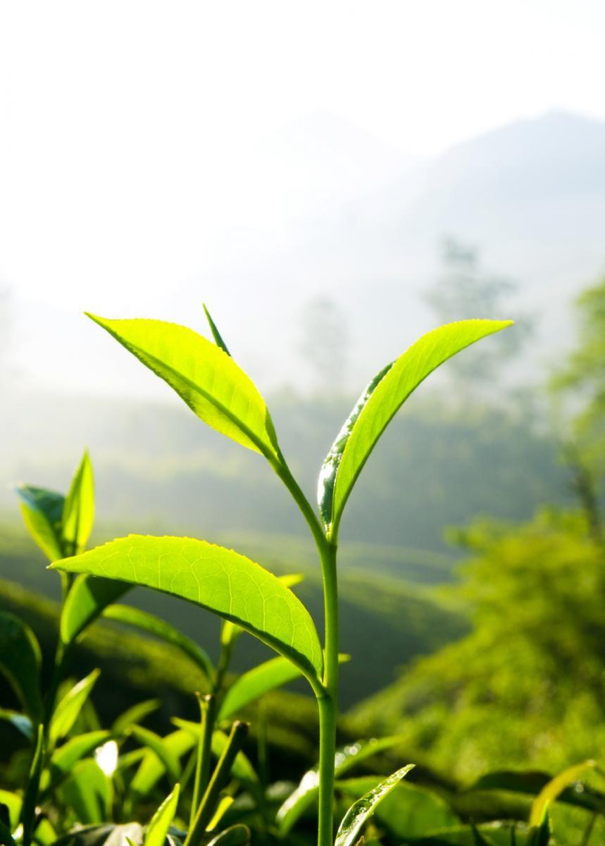 Green Tea for Wisdom Tooth Surgery?