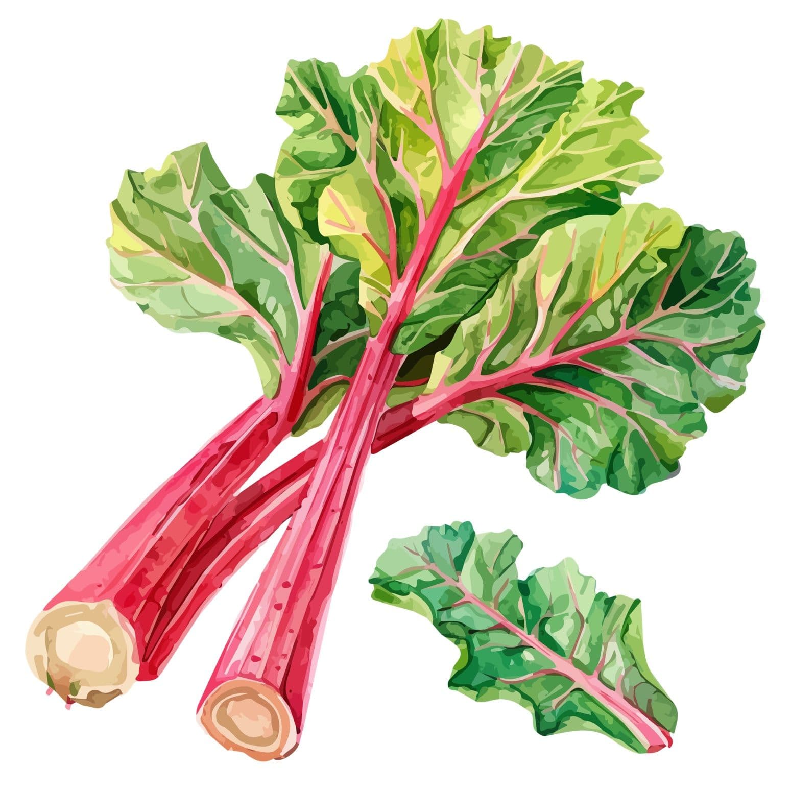 illustration of rhubarb