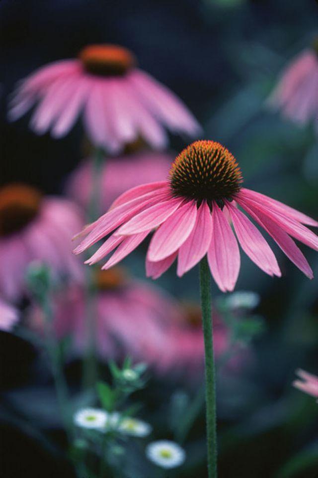 Largest Clinical Trial on Echinacea